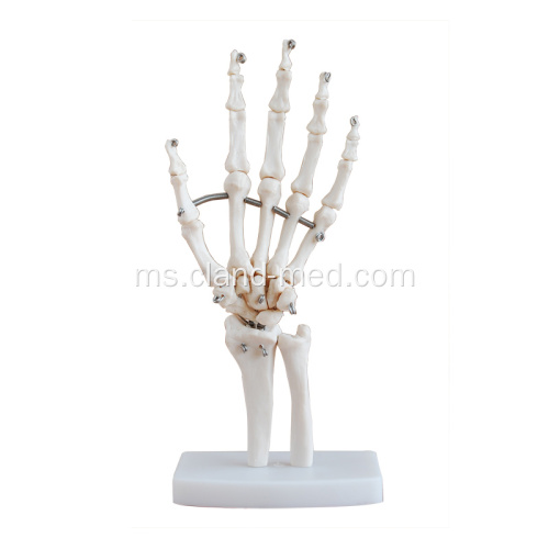 Model Skeleton Bersama Tangan Saiz Hidup
